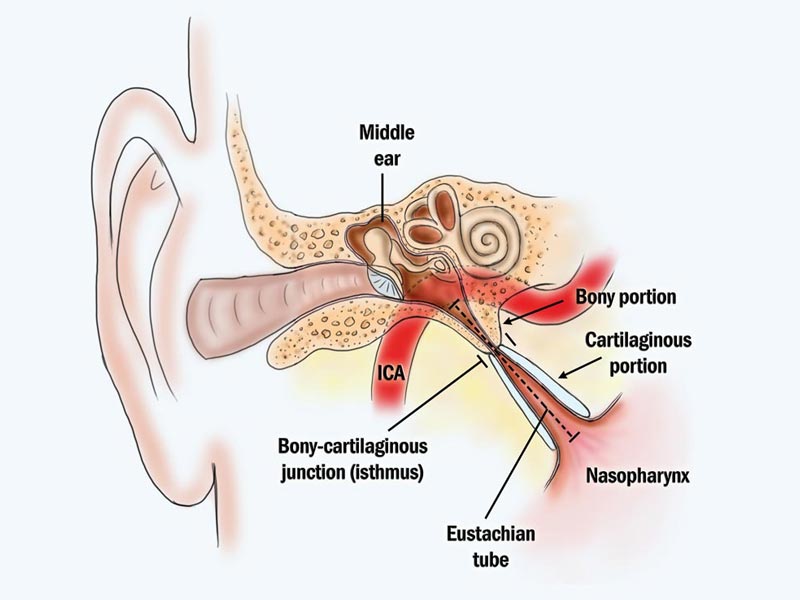 Eustachian tube anatomy